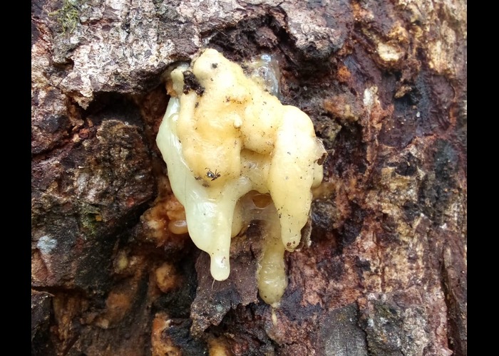 Indonesian Sandalwood: A Global Fragrance and Medicinal Treasure