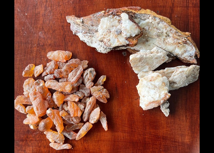 Benzoin: A Natural Treasure from the Forest to Global Markets