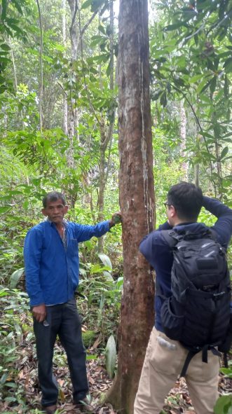 Benzoin Tree